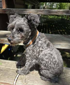 Schnauzer Dogs Available for Adoption in Dayton, Minnesota - Lilith | PetCurious