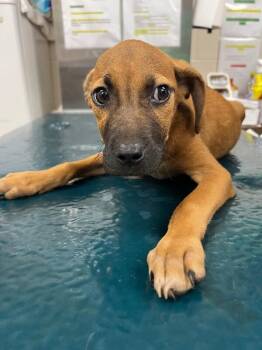 Ely -  Mixed Breed Dog for Adoption in Mobile, Alabama - Ely | PetCurious