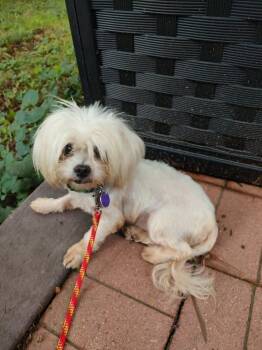 JR -  Maltese and Mixed Breed Dog for Adoption in Rockford, Illinois - JR | PetCurious