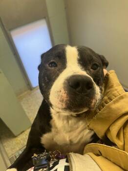 Terrier Dogs Available for Adoption - Frankie Rizzoli | PetCurious