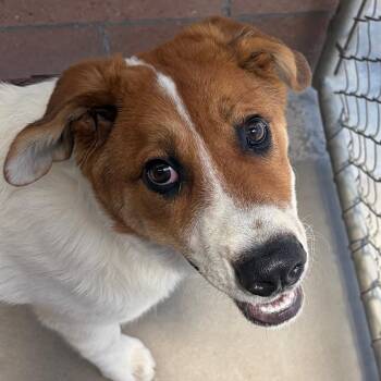 Watermelon -  Saint Bernard and Sheep Dog Dog for Adoption in Goleta, California - Watermelon | PetCurious