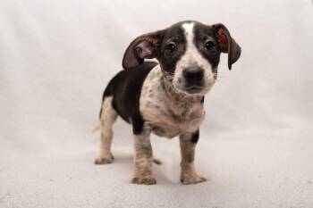 Peppa. (So Sweet) -  Dachshund and Wirehaired Terrier Dog for Adoption in Mobile, Alabama - Peppa. (So Sweet) | PetCurious