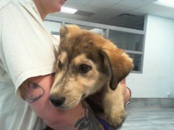 A1266768 -  Siberian Husky Dog for Adoption in Charlotte, North Carolina - A1266768 | PetCurious