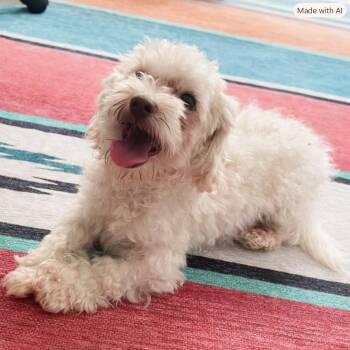 Bert 0201 -  Bichon Frise Dog for Adoption in Waldorf, Maryland - Bert 0201 | PetCurious