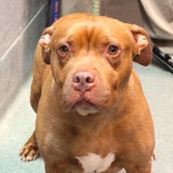 Pit Bull Terrier Dogs Available for Adoption in Fredericksburg, Virginia - 26-00621 ESME / BROWNIE | PetCurious