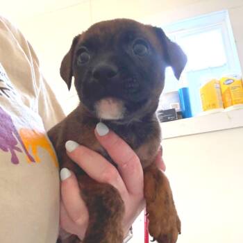 Papaya -  Boxer and Mixed Breed Dog for Adoption in Tulsa, Oklahoma - Papaya | PetCurious