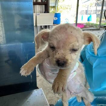 Emmett 26-10-061 -  Chihuahua Dog for Adoption in Bastrop, Texas - Emmett 26-10-061 | PetCurious