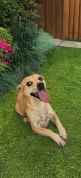 Lil Baby -  Chihuahua Dog for Adoption in Sumter, South Carolina - Lil Baby | PetCurious