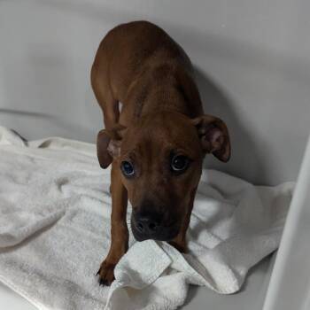 Queen -  Pit Bull Terrier and Shepherd Dog for Adoption in Charlottesville, Virginia - Queen | PetCurious
