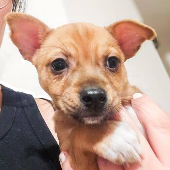 Twinkle -  Chihuahua Dog for Adoption in Houston, Texas - Twinkle | PetCurious