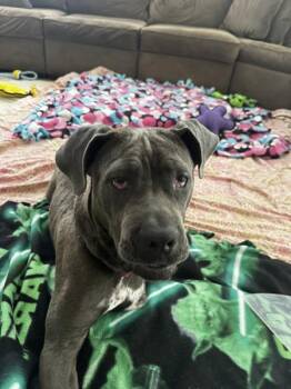 Babygirl -  Mastiff and Great Dane Dog for Adoption in Kennewick, Washington - Babygirl | PetCurious