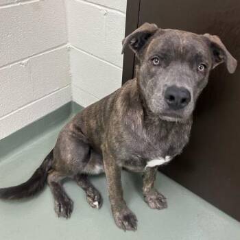 Max -  Catahoula Leopard Dog and Mixed Breed Dog for Adoption in Lyndhurst, Virginia - Max | PetCurious