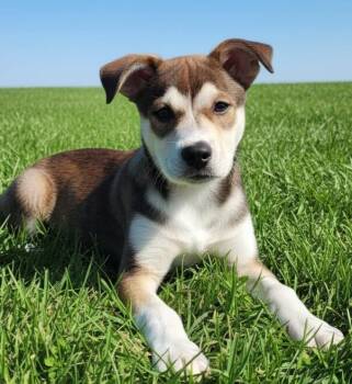 PUPPY WHISPER -  Husky Dog for Adoption in Franklin, Tennessee - PUPPY WHISPER | PetCurious