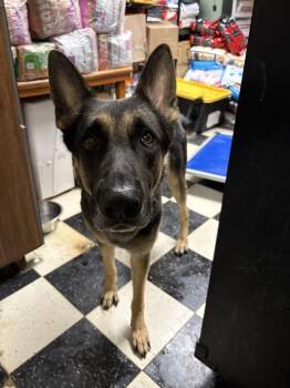Rescue German Shepherd Dog Dogs for Adoption in Chicago, Illinois - Josh | PetCurious