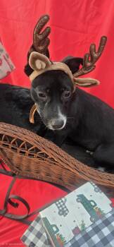 Chihuahua Dogs Available for Adoption - Firoja WA14142-T | PetCurious