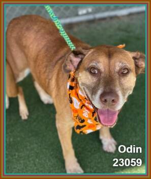 ODIN (see also PUNKIN) -  Golden Retriever and Labrador Retriever Dog for Adoption in Marietta, Georgia - ODIN (see Also PUNKIN) | PetCurious
