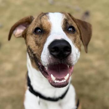Chance -  Plott Hound Dog for Adoption in Bulverde, Texas - Chance | PetCurious