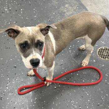 Ash -  Mixed Breed Dog for Adoption in Enfield, New Hampshire - Ash | PetCurious