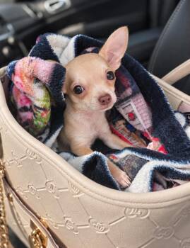 Willie -  Chihuahua Dog for Adoption in Sanford, North Carolina - Willie | PetCurious