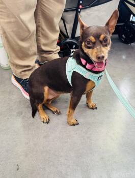 Sophie -  Chihuahua Dog for Adoption in San Antonio, Texas - Sophie | PetCurious