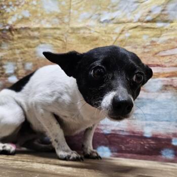 Jack Russell Terrier Dogs Available for Adoption in Normal, Illinois - Cola | PetCurious