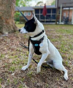 Chihuahua Dogs Available for Adoption in Willingboro, New Jersey - Bandit | PetCurious