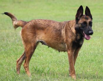 Belgian Shepherd Malinois and Mixed Breed Dogs Available for Adoption in Temple, Texas - Valley | PetCurious