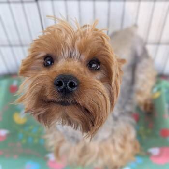 Yorkshire Terrier Dogs Available for Adoption - Toby | PetCurious