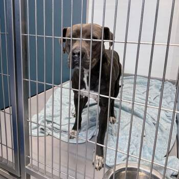 Mixed Breed Dogs Available for Adoption - Edgar | PetCurious