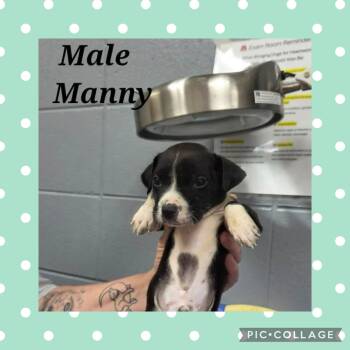 Pit Bull Terrier Dogs Available for Adoption in Ringwood, New Jersey - Manny | PetCurious