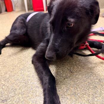 IVHS-Stray-140848 -  German Shepherd Dog Dog for Adoption in San Gabriel, California - IVHS-Stray-140848 | PetCurious