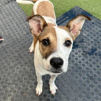 Biscotti -  Mixed Breed Dog for Adoption in Huntington, New York - Biscotti | PetCurious