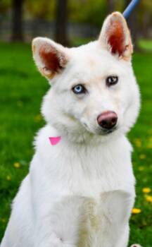 Siberian Husky and American Eskimo Dog Dogs Available for Adoption in Vancouver, Washington - Mishka | PetCurious