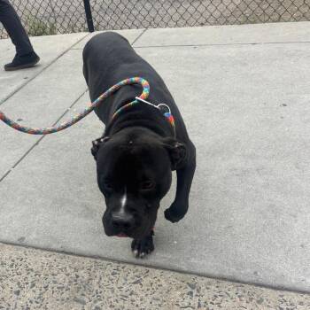 Chester -  Mixed Breed Dog for Adoption in Philadelphia, Pennsylvania - Chester | PetCurious