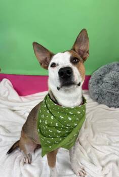 Cherry -  Australian Shepherd and Cattle Dog Dog for Adoption in Phoenix, Arizona - Cherry | PetCurious