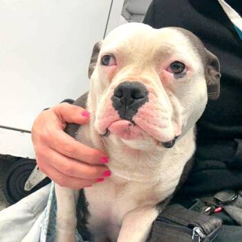 Allie -  American Bulldog and Pit Bull Terrier Dog for Adoption in Monroe, Michigan - Allie | PetCurious