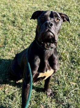 Mixed Breed Dogs Available for Adoption - Gloria | PetCurious