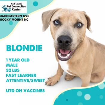 BLONDIE  Available NOW - ADOPTION or RESCUE! -  Mixed Breed Dog for Adoption in Nashville, North Carolina - BLONDIE  Available NOW - ADOPTION Or RESCUE! | PetCurious