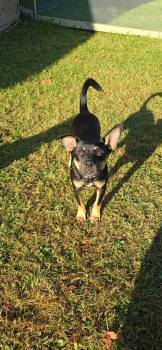 Manny -  Mixed Breed Dog for Adoption in Trenton, Maine - Manny | PetCurious