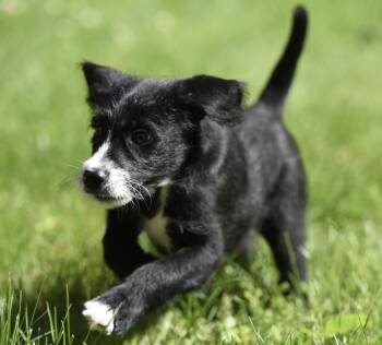 Magnus -  Labrador Retriever and Poodle Dog Available for Adoption in Mechanicsburg, Pennsylvania - Magnus | PetCurious