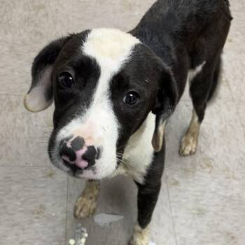 Pit Bull Terrier and Hound Dogs Available for Adoption in Birmingham, Alabama - Cain | PetCurious