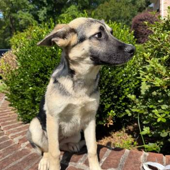 Katie -  German Shepherd Dog and Mixed Breed Dog for Adoption in Brownsboro, Alabama - Katie | PetCurious