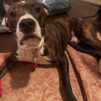 Pit Bull Terrier Dogs Available for Adoption - Jam | PetCurious