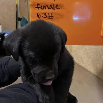 Yellow Labrador Retriever Dogs Available for Adoption - Malibu | PetCurious