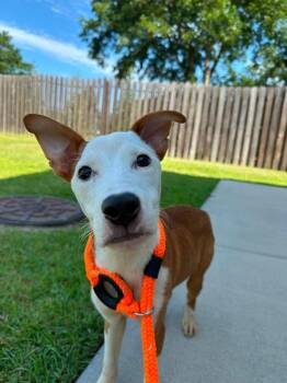 Herbie -  Terrier Dog for Adoption in New Bern, North Carolina - Herbie | PetCurious