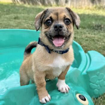 Rex -  Pug Dog for Adoption in Fairfield, Connecticut - Rex | PetCurious