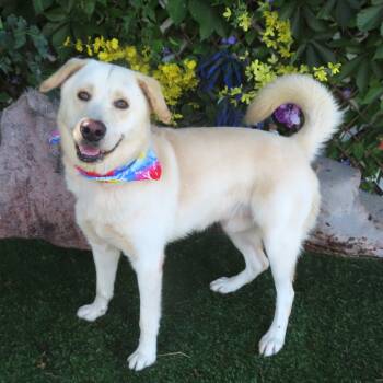 Rescue Great Pyrenees and Yellow Labrador Retriever Dogs for Adoption in Oklahoma City, Oklahoma - CISCO 458110 | PetCurious
