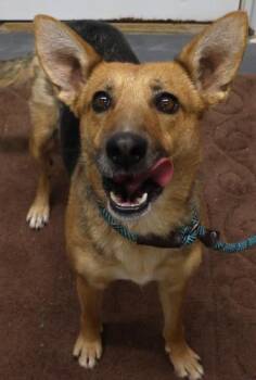 Shepherd Dogs Available for Adoption - Sally | PetCurious