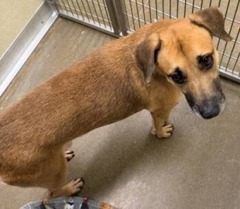 Mixed Breed Dogs Available for Adoption - Happy | PetCurious