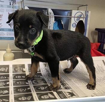TRISTAN -  Labrador Retriever Dog for Adoption in San Antonio, Texas - TRISTAN | PetCurious